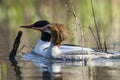 Male and female common merganser. Royalty Free Stock Photo