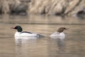 Male and female common merganser in water Royalty Free Stock Photo