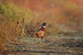 Male and female The common pheasant Royalty Free Stock Photo