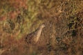 Male and female The common pheasant Royalty Free Stock Photo