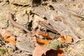 Male and female common wall lizard, Podarcis muralis Royalty Free Stock Photo