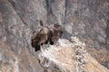 Condors in South America sitting on a rock