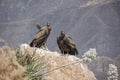 Pair of condors in Peru / Colca Canyon Royalty Free Stock Photo