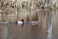 Canvasback waterfowl couple.