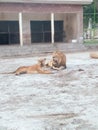 A Male and Female loin in vehari zoo