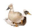 Male and Female Crested Duck, 3 years old Royalty Free Stock Photo