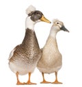 Male and female Crested Ducks, 3 years old Royalty Free Stock Photo