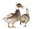 Male and female Crested Ducks, 3 years old Royalty Free Stock Photo