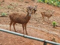 Male and female deer