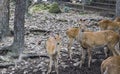 Male and female deer in the zoo Royalty Free Stock Photo