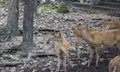 Male and female deer in the zoo Royalty Free Stock Photo