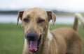 The brown-haired dog makes his mouth open like a sleepy.