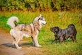 Male and female dogs. Royalty Free Stock Photo