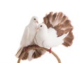 Male and female dove peacock isolated Royalty Free Stock Photo