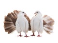 Male and female dove peacock isolated Royalty Free Stock Photo