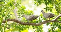 Male and female doves on a tree branch