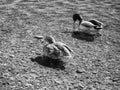 Male and female ducks, infrared Royalty Free Stock Photo