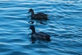 Male and female ducks Royalty Free Stock Photo