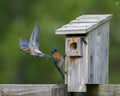 Male and female Eastern bluebirds at nesting box female flying away as male watches Royalty Free Stock Photo