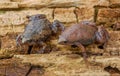 Male and female Eastern narrow mouth toad  Gastrophryne carolinensis Royalty Free Stock Photo