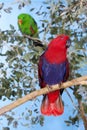 MALE AND FEMALE ECLECTUS PARROT eclectus roratus