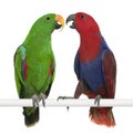 Male and Female Eclectus Parrots