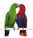 Male and Female Eclectus Parrots