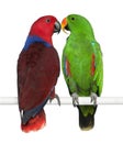 Male and Female Eclectus Parrots