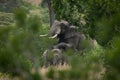 Male and female elephants mate between trees