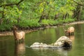 Male and Female Elk During Rut Royalty Free Stock Photo