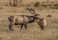 Male and female elk, Rocky Mountain National Park Royalty Free Stock Photo