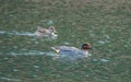 Male and female Eurasian teal, Anas crecca. Blackford Pond, Edinburgh