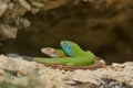 European green lizard or Lacerta viridis male and female. Royalty Free Stock Photo