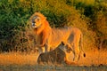 Male and female, evening orange sun, during sunset, Chobe National Park, Botswana, Africa. African Lion, Panthera leo bleyenberghi