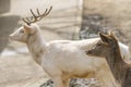 Male and female of Fallow Deer in summer Royalty Free Stock Photo