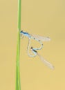 Male and Female Familiar Bluets Damselflies Form a Valentine While Copulating in Colorado