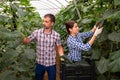 Male and female farm workers picking crop of cucumbers in glasshouse Royalty Free Stock Photo