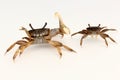 Male and female fiddler crabs (Uca minax) Royalty Free Stock Photo