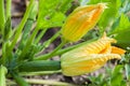 Male and female flowers zucchini Royalty Free Stock Photo