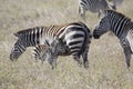 Male, female and foal plains zebra standing in the savannah Royalty Free Stock Photo