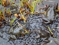 Frogs spawning in a Pond