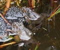 Frogs spawning in a Pond