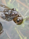 Frogs spawning in a Pond