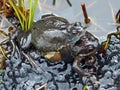 Frogs spawning in a Pond