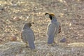 Gambel\'s Quail pair courting in Arizona Royalty Free Stock Photo