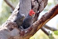 Male and Female Gang Gang Cockatoo Royalty Free Stock Photo