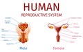 Male and Female Genitals with Labeled Components Royalty Free Stock Photo