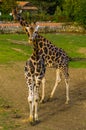 Male and female giraffe standing together. popular zoo animals, Endangered animal specie from Africa Royalty Free Stock Photo