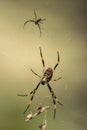 Male and female Golden Orb Weaver Spider Royalty Free Stock Photo