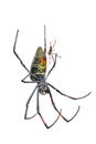 Male and female golden silk orb-weaver spider on white background Royalty Free Stock Photo